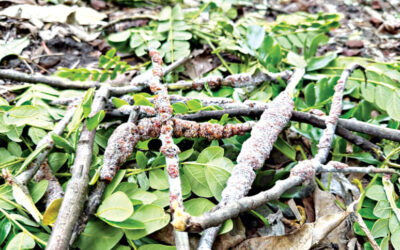 樹脂取引で幸運を見つける