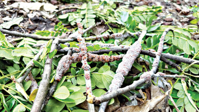 樹脂取引で幸運を見つける