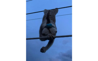 2匹のスローロリスが電線に絡まって死亡