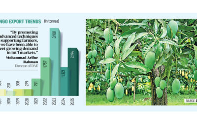 マンゴーの輸出は品質と生産の向上により回復