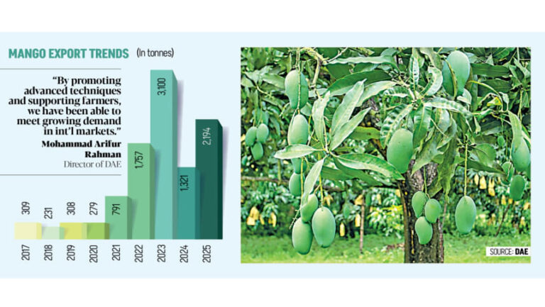 マンゴーの輸出は品質と生産の向上により回復