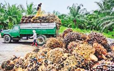 パーム油は輸出好調で上昇