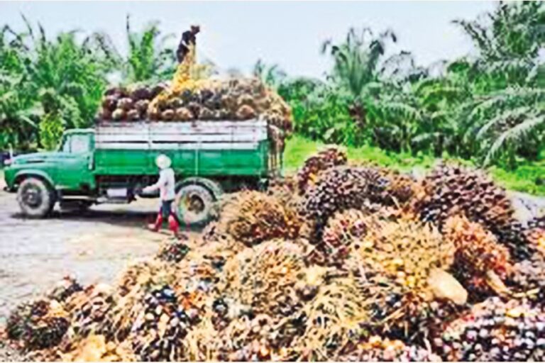 パーム油は輸出好調で上昇