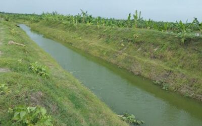 バリンドにおける灌漑の生命線としてサルマングラ運河が登場