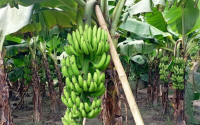 シェルプールの農家にバナナブーン