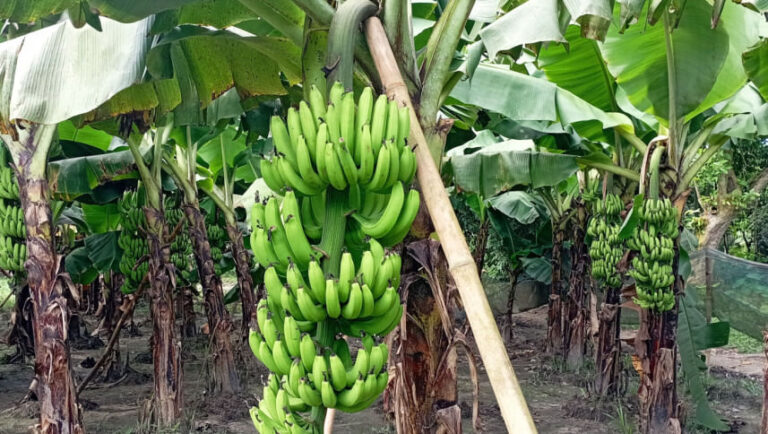 シェルプールの農家にバナナブーン