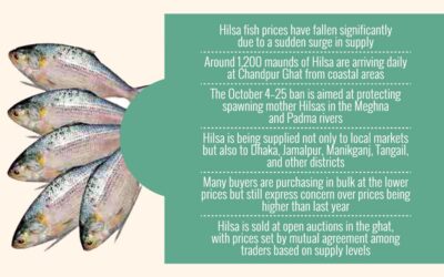 チャンドプルでは供給過剰によりヒルサの価格が下落したが、依然として比較的高い水準にとどまっている。