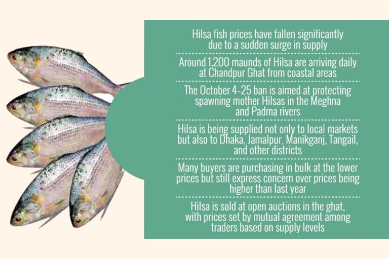 チャンドプルでは供給過剰によりヒルサの価格が下落したが、依然として比較的高い水準にとどまっている。