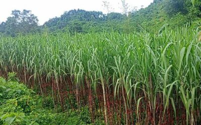 ランガマティの貧困農家がサトウキビ栽培で成功を収める