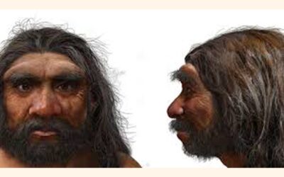 100万年前の頭蓋骨が人類の進化のタイムラインを変える可能性