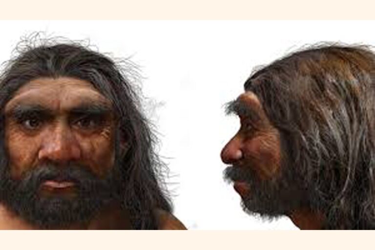 100万年前の頭蓋骨が人類の進化のタイムラインを変える可能性