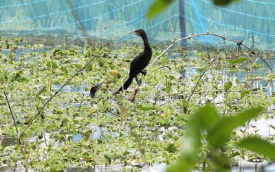 写真：魚を狩る鵜