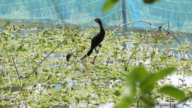 写真：魚を狩る鵜
