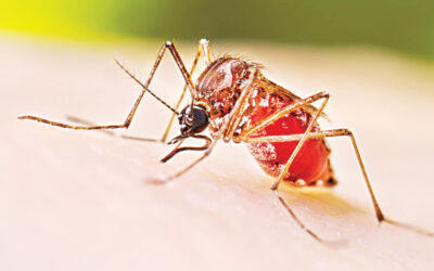 診断の遅れがデング熱患者を危険にさらす