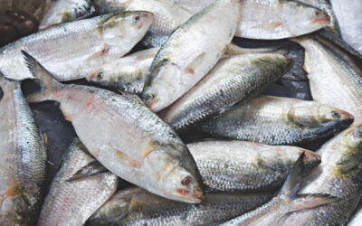 ヒルサの捕獲と販売は10月4日から22日間禁止