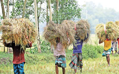 収穫後の損失は年間2100万トンの食糧を消費：CPD