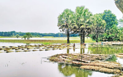 政府が原料黄麻の輸出を制限、議論を巻き起こす
