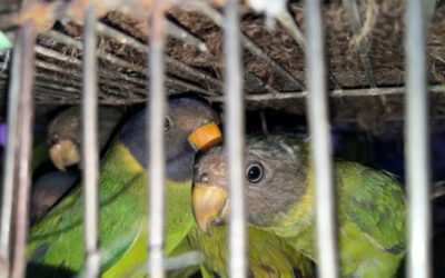 チュアダンガで70羽の希少オウムが救出される