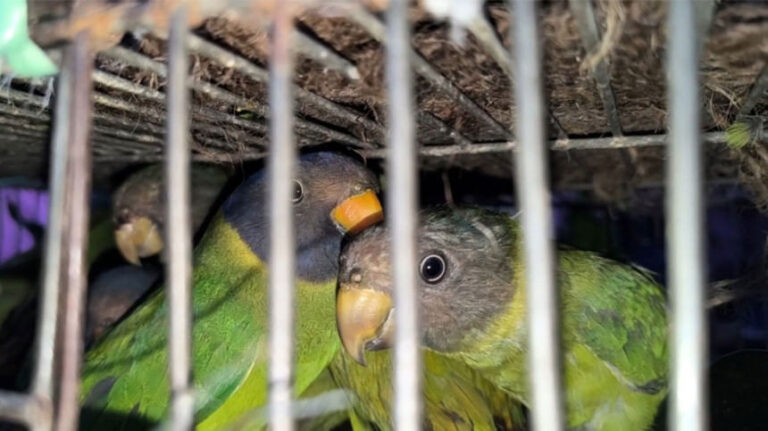 チュアダンガで70羽の希少オウムが救出される