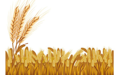 パン、ビスケット、そして少しの接着剤