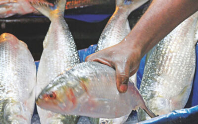 バリシャルの市場でヒルサが値上がり