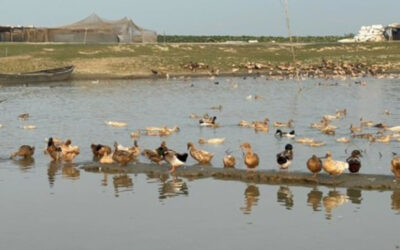 ネトラコナのハオルスでアヒルの養殖が拡大