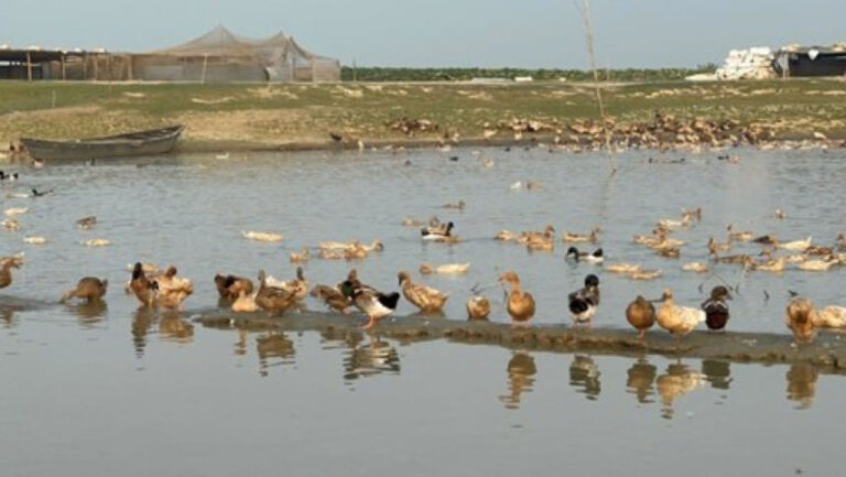 ネトラコナのハオルスでアヒルの養殖が拡大