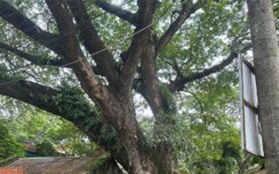 地元住民、ジェナイダの樹齢150年の木の伐採を中止