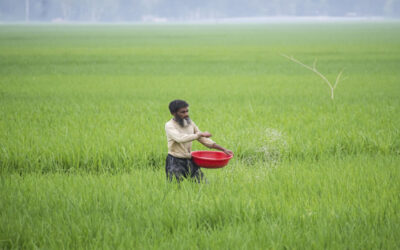 北部の農家、供給不足でTSP肥料に高額を支払う