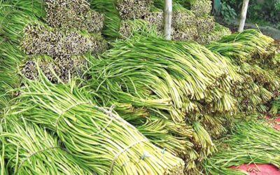 タロイモの茎の輸出は堅調な外貨収入を生み出す
