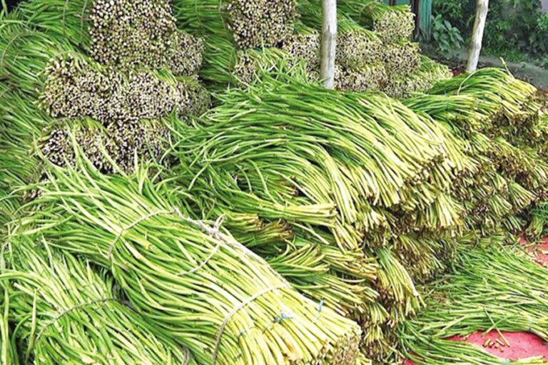 タロイモの茎の輸出は堅調な外貨収入を生み出す