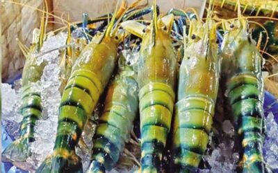 クルナの「白い金」農家、2億2600億タカの輸出目標を目指す