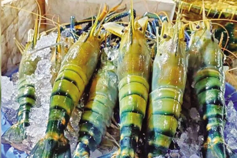 クルナの「白い金」農家、2億2600億タカの輸出目標を目指す