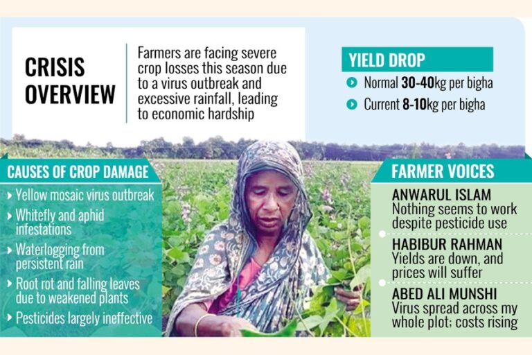 イシュワルディの豆王国でのウイルス攻撃は農家を混乱させる