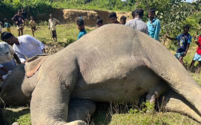 ウキヤ丘陵で野生のゾウの死骸が発見される