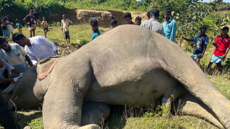 ウキヤ丘陵で野生のゾウの死骸が発見される
