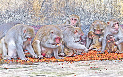 サーダナ・アウシャダラヤの最後の猿たち