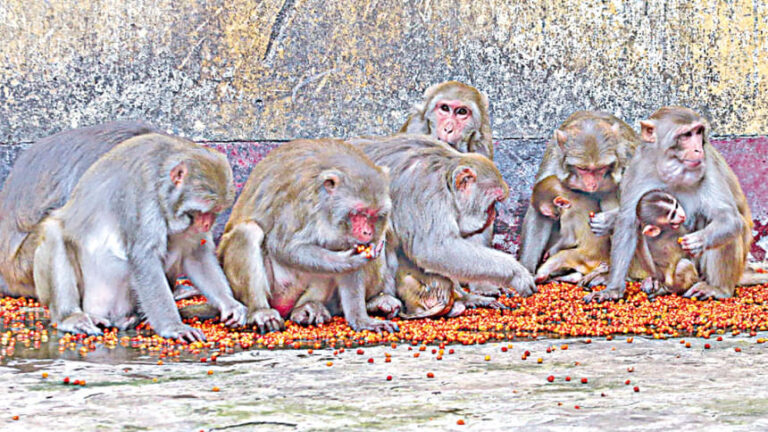 サーダナ・アウシャダラヤの最後の猿たち