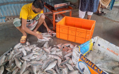 大きなヒルサはどこへ行ってしまったのでしょうか?