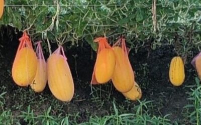 オフシーズンのスイカ栽培がナライル農家に大収穫をもたらす