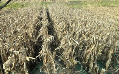 政府閉鎖で支払い停止、米国農家にさらなる苦境