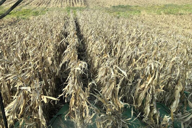 政府閉鎖で支払い停止、米国農家にさらなる苦境