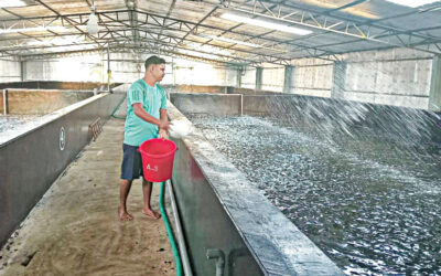 債務、病気、稚魚の弱りが輸出志向のエビ産業を麻痺させる