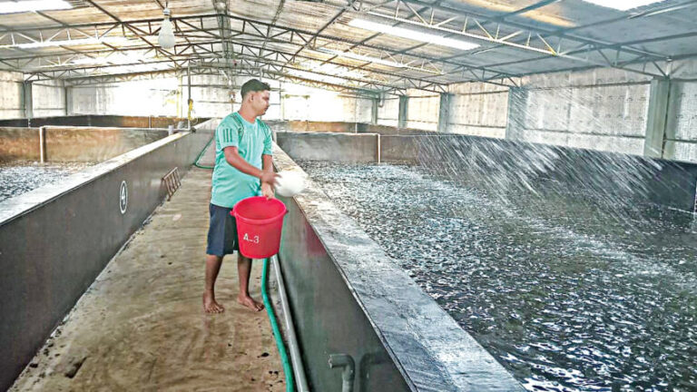 債務、病気、稚魚の弱りが輸出志向のエビ産業を麻痺させる