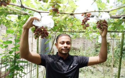 ブドウ栽培がガイバンダの若者に稀有な成功をもたらす