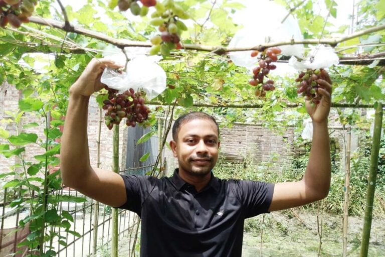 ブドウ栽培がガイバンダの若者に稀有な成功をもたらす