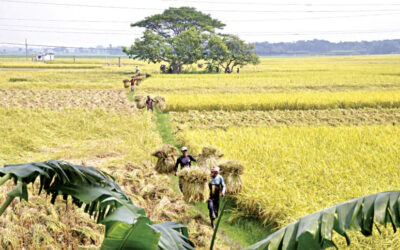 好天と耕作面積の増加がアマンの見通しを押し上げる