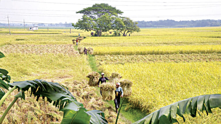 好天と耕作面積の増加がアマンの見通しを押し上げる