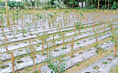 不規則な雨が農地を荒廃させ、野菜価格が急騰