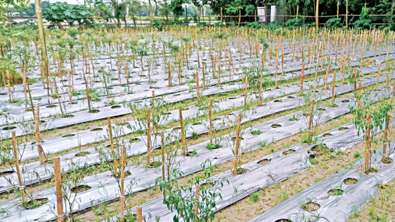 不規則な雨が農地を荒廃させ、野菜価格が急騰